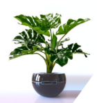 proto005-2mobluetrans-2